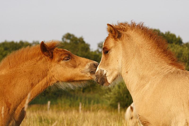Gabriel und Lysir 5.jpg